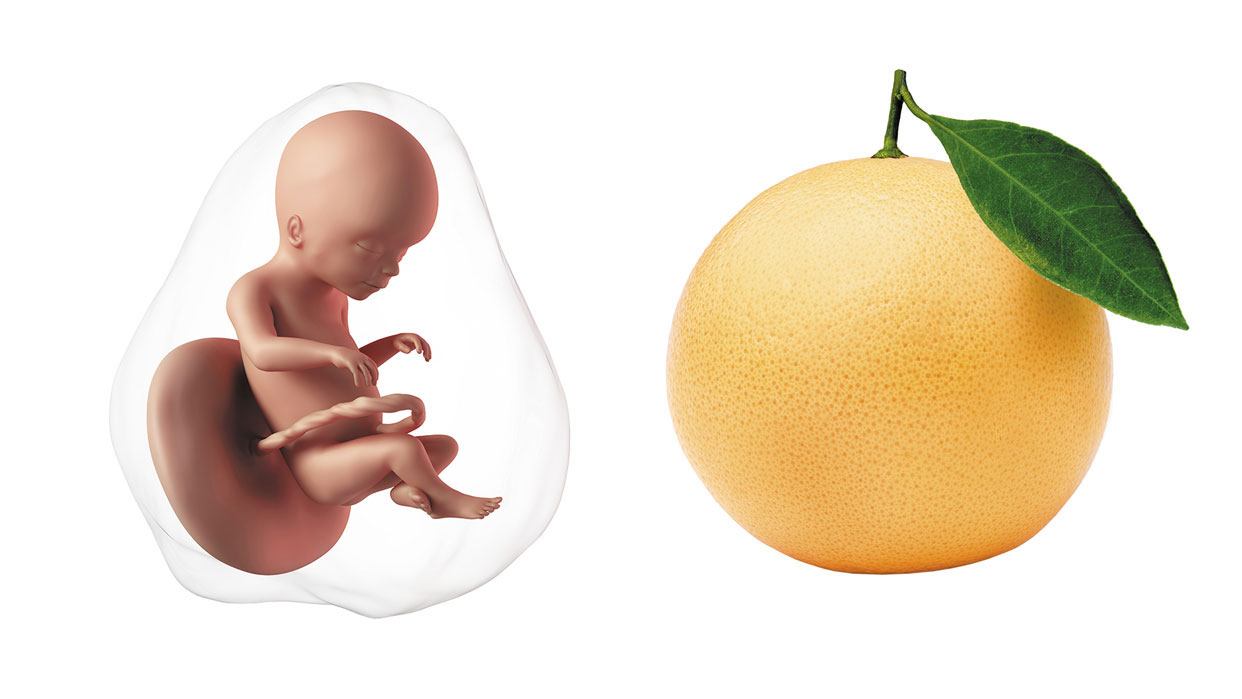 Due date calculator how many weeks am i pregnant 